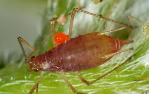 A. fuliginosum. Larva napada biljnu vaš (foto: (foto: http://visualsunlimited.photoshelter.com) BIOLOŠKA KONTROLA ŠTITASTIH VAŠI Aphelinus mali (fam.
