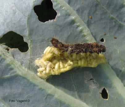 Parazitirane larve se razvijaju i izgledaju kao i neparazitirane. Dešava se da larva proizvede nekoliko larvi pre nego što ugine.