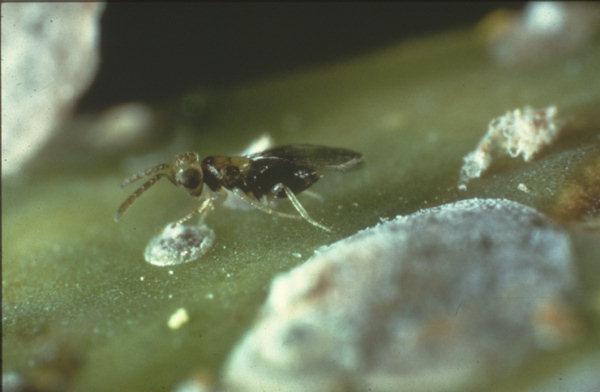 Prospaltella perniciosi (fam. Aphelinidae) Osica je veličine oko 1 mm. Oči i stomak su crne boje, a grudni deo, glava i antene su žućkaste. Krila su providna. Ženka polože od 35 do 90 jaja.