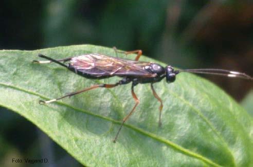 Levo - osa parazitoid; Desno entomopatogena gljiva (foto: D. Vajgand) Entomopatogene gljive u prirodi izazivaju oboljenja larvi leptira.