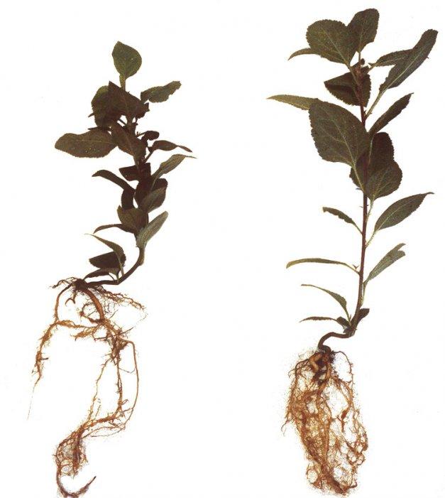 Problemi sa nematodama i strategija suzbijanja nematoda Više od 100 vrsta fitoparazitnih nematoda je detektovano u zemljištu poreklom iz rizosfere zasada jabuke i kruške širom sveta.