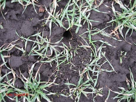 PROBLEMI SA MIŠOLIKIM GLODARIMA, ZEČEVIMA I MERE SUZBIJANJA Mali šumski miš - Apodemus sylvaticus Veliki šumski miš - Apodemus flavicollis Poljska voluharica - Microtus arvalis Biologija.