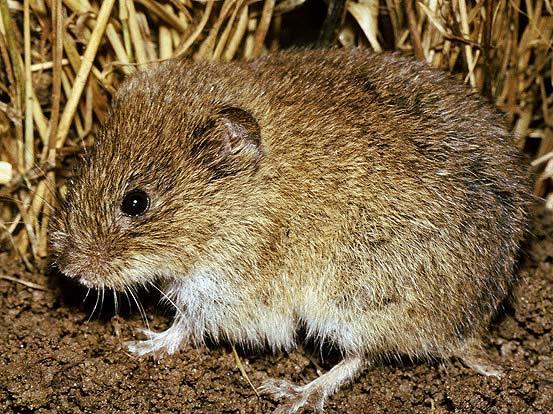 Jedna ženka u jednom okotu može imati 4 do 10 mladih. Tokom godine može da se okoti i 4 puta. Simptomi. Na površini zemlje se vide otvori veličine 3 do 5 cm. Izgrizaju prizemni deo stabla i koren.