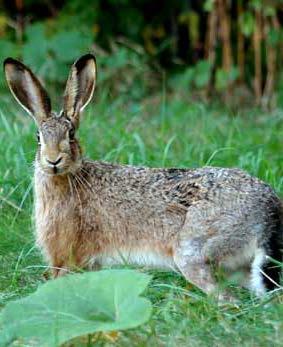 Zec - Lepus europeus Levo odrasla jedinka; sredina - oštećeno mlado stablo jabuke; desno deblo premazano pred kraj vegetacije sa mešavinom lateksa i tirama (foto: http://tomtheappleman.wordpress.