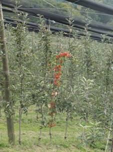 Sadnja ukrasnih stabala jabuke (crabapples) kao oprašivača unutar bloka osnovne sorte (foto: D. Radivojević).