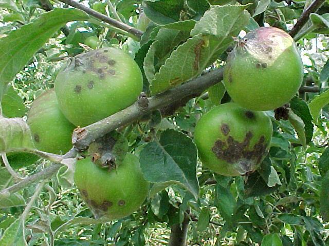 U početku se pojavljuju svetle, maslinaste pege nepravilnog oblika, a kasnije sa razvojem oboljenja pege postaju ovalnog oblika, maslinaste ili smeđe boje.