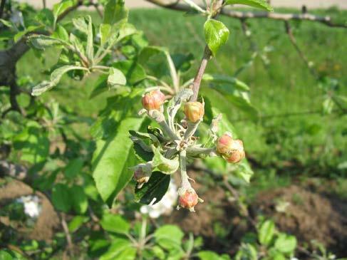 Pepelnica jabuke Podosphaera leucotricha P. leucotricha: Simptomi oboljenja na cvetovima, mladaru, listu i plodu jabuke (foto: E. Rekanović; www.apsnet.