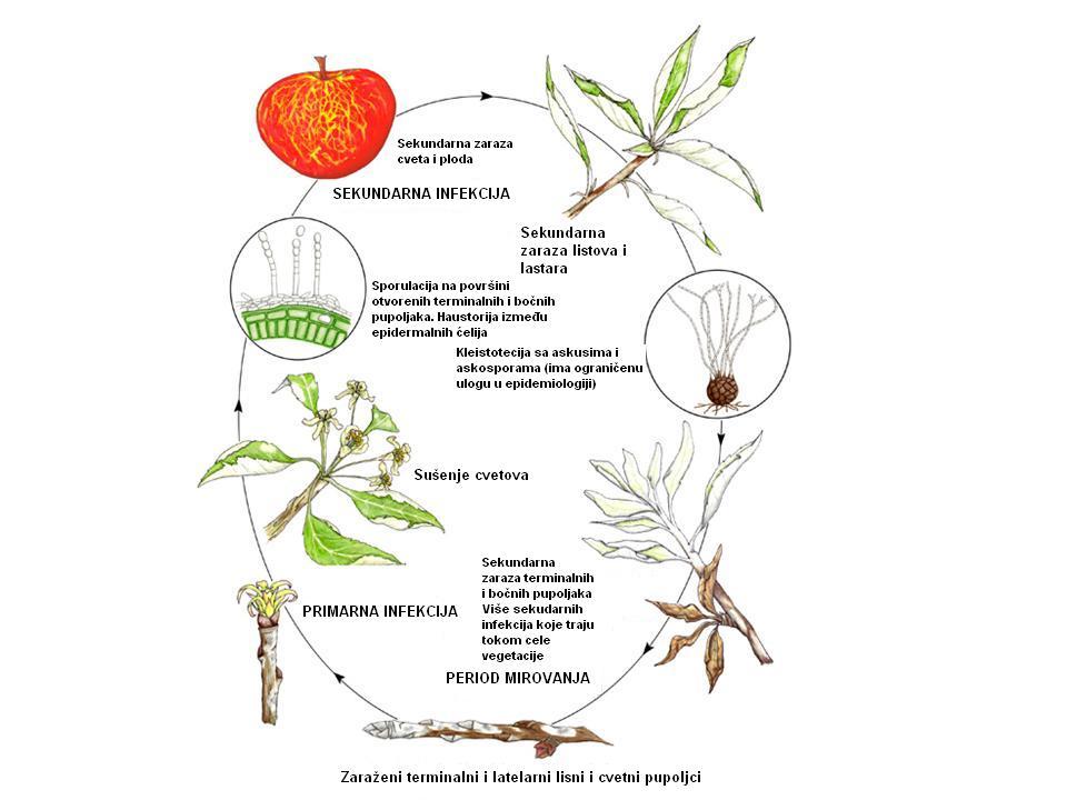 Biološki ciklus razvoja Podosphaera leucotricha (foto:http://www.apsnet.org) Mere zaštite.