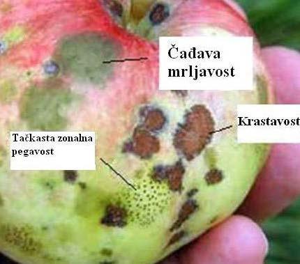 Međutim, pošto se često javljaju u isto vreme na plodu jabuke i imaju slične zahteve prema uslovima spoljne sredine i biološki ciklus razvoja, obično su u