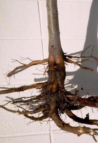 Vlažna trulež korenovog vrata jabuke Phytophthora cactorum Ph. cactorum: simptomi na korenu, korenovom vratu i stablu jabuke (foto: http://www.caf.wvu.