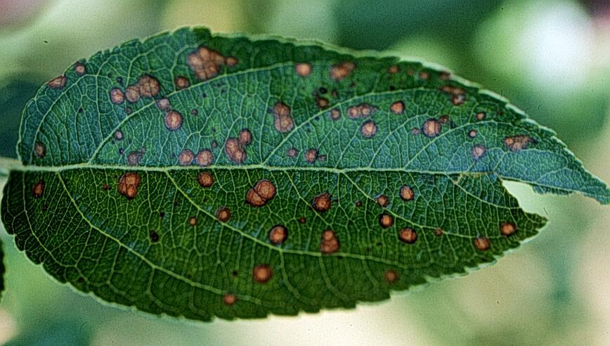 Alternarijska lisna pegavost jabuke - Alternaria mali A. mali: simptomi na listu (foto: http://www.bitkisagligi.net) Patogen A. mali pripada A.