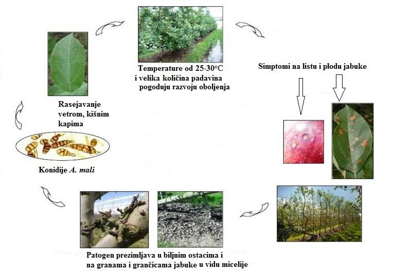 plodova i izumrlih stabala u voćnjaku.