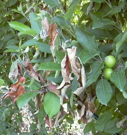 simptoma jačeg intenziteta, ometanja funkcije korena ili stabla usled razvoja tumora koji uslovljava opšte slabljenje zaražene biljke, takve biljke ukloniti iz zasada, a prazna mesta popuniti novim