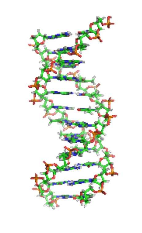 DNR konformacijos S S A - DNR