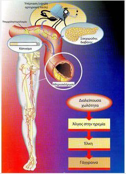 gr/assets/images/xolotitasm.