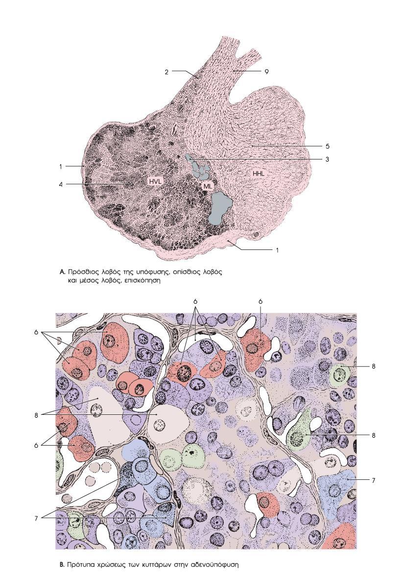 Κύτταρα Πρόσθιου Λοβού Υπόφυσης: Σωματοτρόπα, Γαλακτοτρόπα, Κορτικοτρόπα, Θυρεοειδοτρόπα, Γοναδοτρόπα (εκκριση ορμονων) Κύτταρα