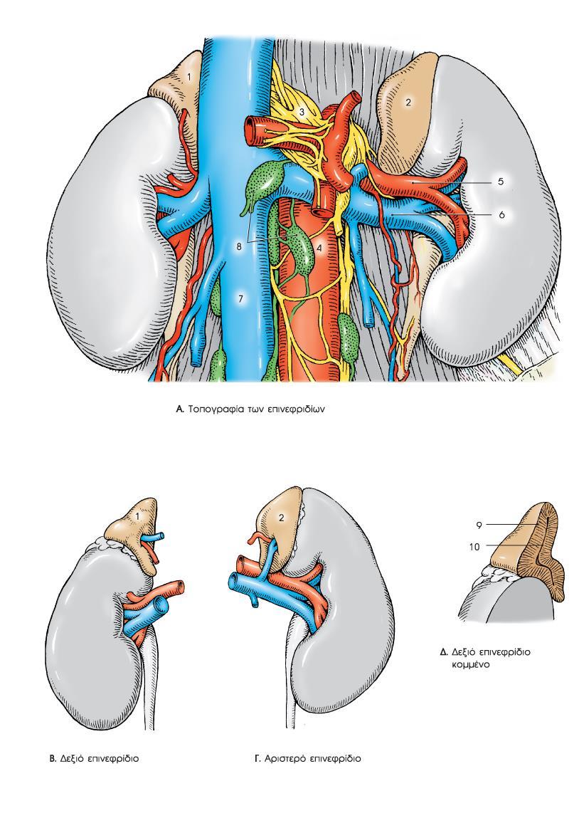 ΕΠΙΝΕΦΡΙΔΙΑ 16 Εντοπίζονται πάνω στον άνω πόλο του κάθε νεφρού Το δεξιό επινεφρίδιο ακουμπά στο εσω σκελος
