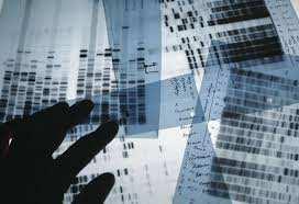 molekularna genetika DNK ekstrakcija DNK kvantifikacija PCR amplifikacija multiplih STR markera odvajanje PCR produkata STR alela genotipizacija uzorka populaciona genetika i statistika poredjenje
