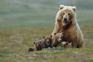 Analiza mtdnk kontrolnog regiona (148 bp) pokazala je da svi uzorci odgovaraju vrsti medveda grizli- ženki.