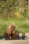 Verovatnoća isključivanja se povećava: kada se uzme u analizu više lokusa kada se uzmu u analizu visoko varijabilni lokusi bear family story #2 majka grizli, 3