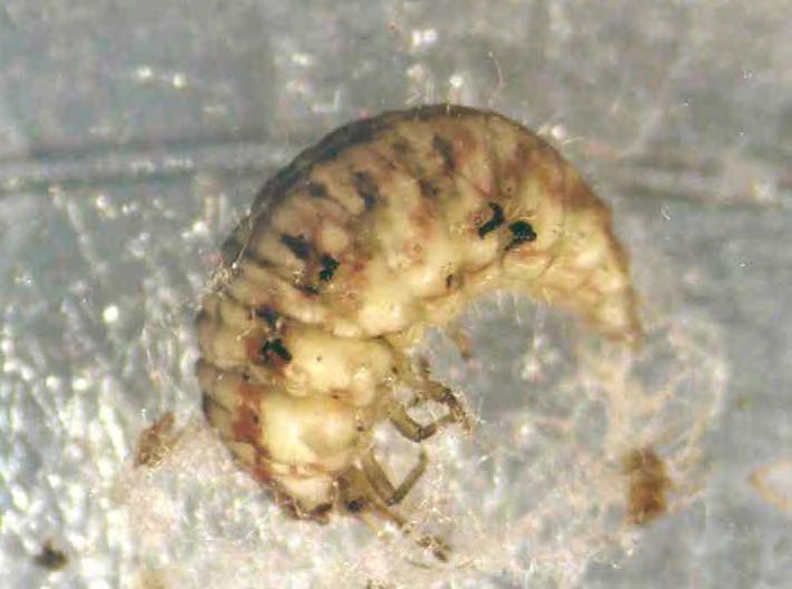 VIDEO pupa cocoon