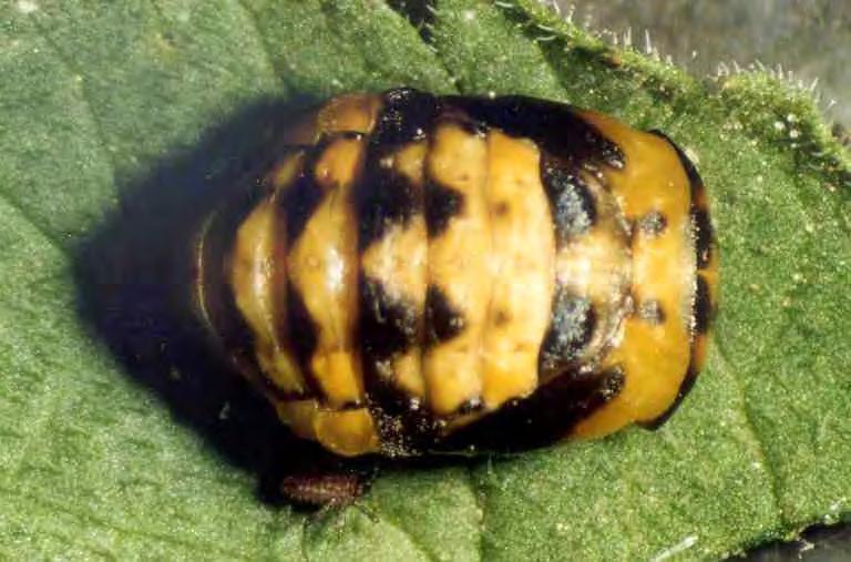 Κεκαλυμμένη νύμφη Coccinella