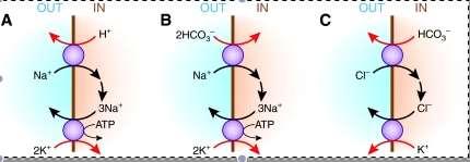 ACIDOZA METABOLICA ACIDOZA METABOLICA HIPERCLOREMICA schimb K + /H + cu hiperpotasemie La nivelul celulei musculare nu exista schimbator K + /H + activitatea ATP-azei Na + /K + este blocata