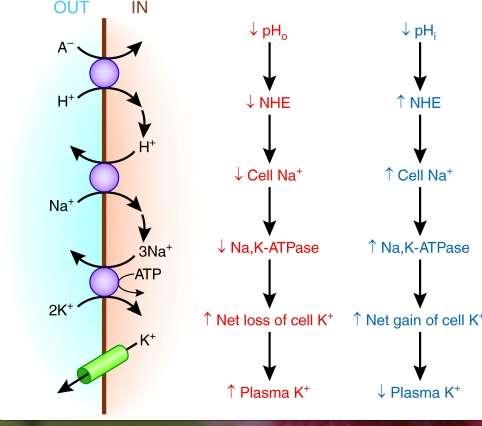 ACIDOZA METABOLICA CU GA CRESCUTA cotransportor monocarboxilat H + /A - (acid lactic) ce stimuleaza activitatea ATPazei Na + /K + si faciliteaza intrarea de K in celula acidoza intracelulara este mai