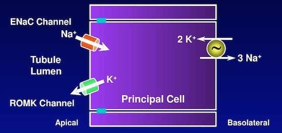 SECRETIA DE POTASIU - la nivelul TCD si a celulelor principale din TC Factorii majori ce influenteaza secretia: activitatea ATP-azei Na + /K + gradientul electrochimic de K + permeabilitatea