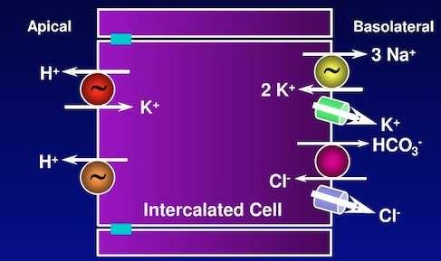 REABSORBTIA DE POTASIU - la niv celulelor intercalate Factorii majori determinanti ai reabsorbtiei sunt : 1.