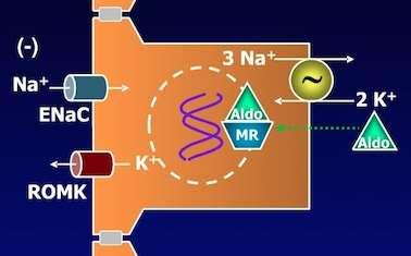APORT CRESCUT DE POTASIU CONCENTRATIA PLASMATICA DE POTASIU substrat pentru ATP-aza Na + /K + activare directa a ATP-azei Na + /K + la nivelul celulelor