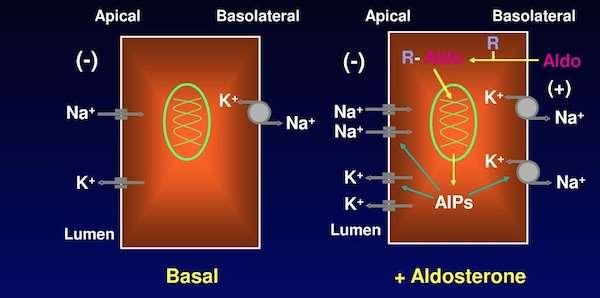 ALDOSTERONUL creste activitatea ATP-azei Na + /K + dependente la