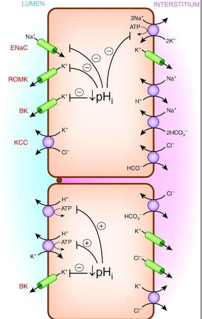 ph-ul EXTRACELULAR ACIDEMIA - scade concentratia K + in celulele principale si reduce secretia de potasiu inhibitia schimbatorului Na + /H + inhibitia cotransportorului Na + /HCO3 - reduce Na +