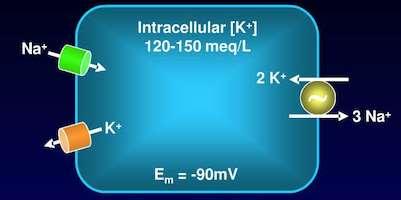 INSULINA, CATECOLAMINELE, ALDOSTERON aport alimentar - secr de INSULINA cresterea conc splahnice de K stimuleaza secr pancreatica de insulina Insulina stimul captarea hepatica si musculara de K cu