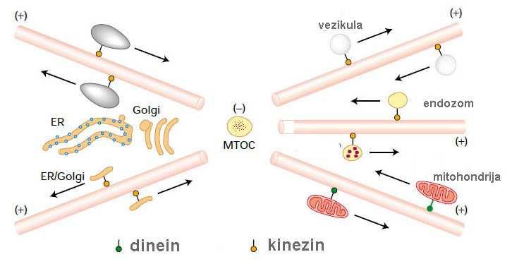 FUNKCIJA MIKROTUBULA: kreiraju velike kompartmente ćelije formiraju deobno vreteno