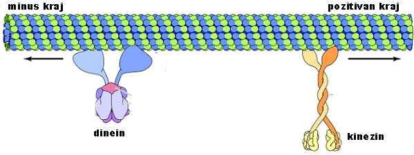 Molekularni motori mikrotubula Ne može se vezati