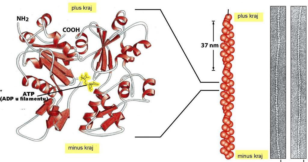 AKTINSKI FILAMENTI Polimerizacija in vitro: monomeri G-aktina ATP joni Mg slučajno sudaranje monomera i povezivanje