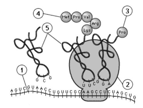 Το επόμενο κωδικόνιο που κα μεταφραςτεί είναι: Α. 5' CUA 3' Β. 5' CGC 3' Γ. 3' CUA 5' Δ. 3' CGC 5' II. Ωρίμανςθ μπορεί να ζχει γίνει: Α. ςτα μόρια 5 Β. ςτα μόρια 3 και 4 Γ. ςτα μόρια 1 και 2 Δ.