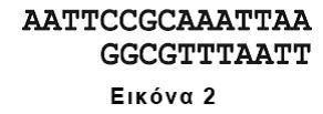 9 αναγνωρίηει τθν αλλθλουχία και κόβει μεταξφ G-G, όπωσ φαίνεται ςτθν εικόνα 3. Α. Να γράψετε το τμιμα του βακτθριακοφ DNA που κα προκφψει μετά τθ δράςθ τθσ περιοριςτικισ ενδονουκλεάςθσ Α.