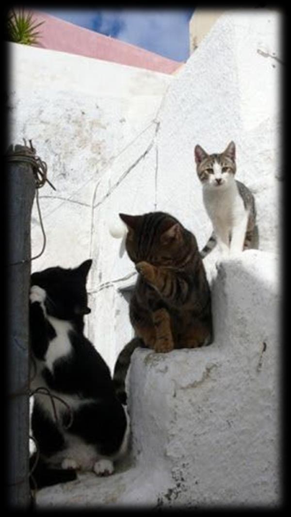 Οι γάτες τ Αϊ-Νικόλα «Φαίνεται ο Κάβο-Γάτα...», μου είπε ο καπετάνιος δείχνοντας ένα χαμηλό γιαλό μέσα στο πούσι τ άδειο ακρογιάλι ανήμερα Χριστούγεννα, «.