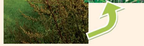 V ta rod rastlin uvrščamo kar 40 vrst. Od teh je v Sloveniji najštevilčnejše prisotna pelinolistna ambrozija oz. žvrklja (Ambrosia artemissifolia).