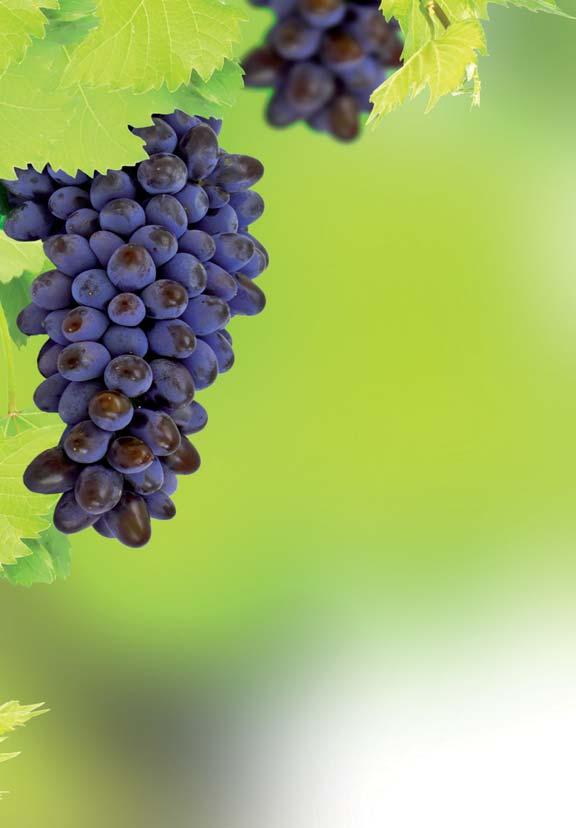 Ljubezen in vino