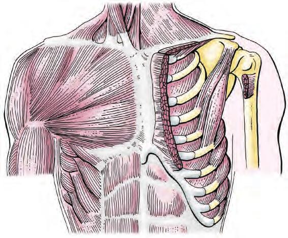 Κεφάλαιο 1 Θώρακας 125 Μύες του Θωρακικού Τοιχώματος Μερικοί μύες που προσφύονται στον και/ή που καλύπτουν τον θωρακικό κλωβό εμπλέκονται κυρίως στην εξυπηρέτηση άλλων περιοχών.