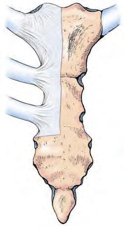 Το στέρνο αποτελείται από τρεις μοίρες: την λαβή, το σώμα και την ξιφοειδή απόφυση.