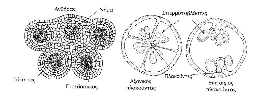 Εγκάρσια τοµή ανθήρα Τοµές: εγκάρσια