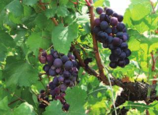 Τοπικοί οίνοι Πάφου Vines and wines Το κρασί είναι τέχνη, ιστορία, παράδοση και αποτελεί πανάρχαιο πολιτιστικό αγαθό της Κύπρου, η οποία έχει μια από τις αρχαιότερες και πλουσιότερες αμπελοοινικές