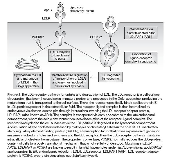 PCSK 9 inhibitors: 1.antibodies, 2.short interfering RNA, 3.