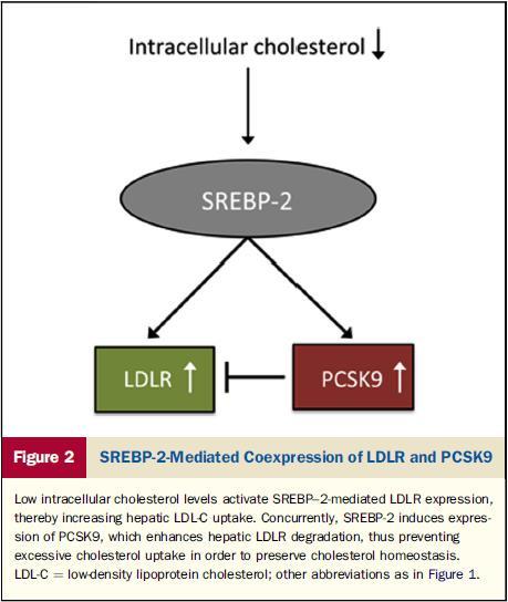 PCSK9 θαη νκνηόζηαζε ρνιεζηεξόιεο. πξόζιεςεο TC ζε πνληηθνύο Τπνβάζκηζε ηνπ PCSK9 m RNA J. Lipid Res.