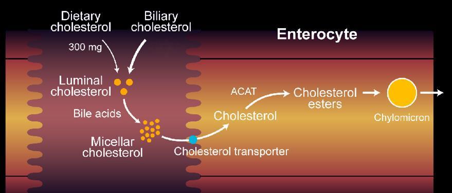 Cholesterol Absorption in the Intestine 300 700 mg 1000 mg Resins Plant stanols NPC1L1 ACAT=acyl-coenzyme A:cholesterol acyltransferase; NPC1L1=Niemann-Pick C1 Like 1 Adapted from Champe PC, Harvey