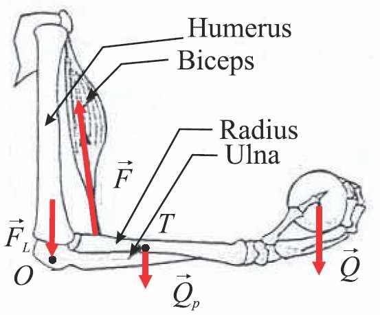 Златно правило механике 55 Силе и моменти сила у мишићима и зглобовима Локомоторни систем активни део скелетни мишићи пасивни кости зглобови Силе које